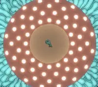 开云体育平台APP-BDS横扫DK，Clozer统治全场