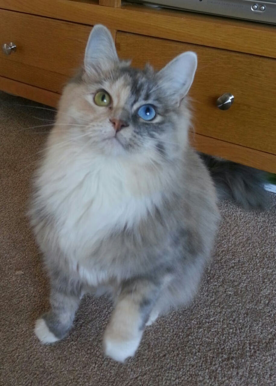 棋盘上的降维打击,黄蜂极致战术绞杀鹈鹕,东契奇终成独一无二的关键先生