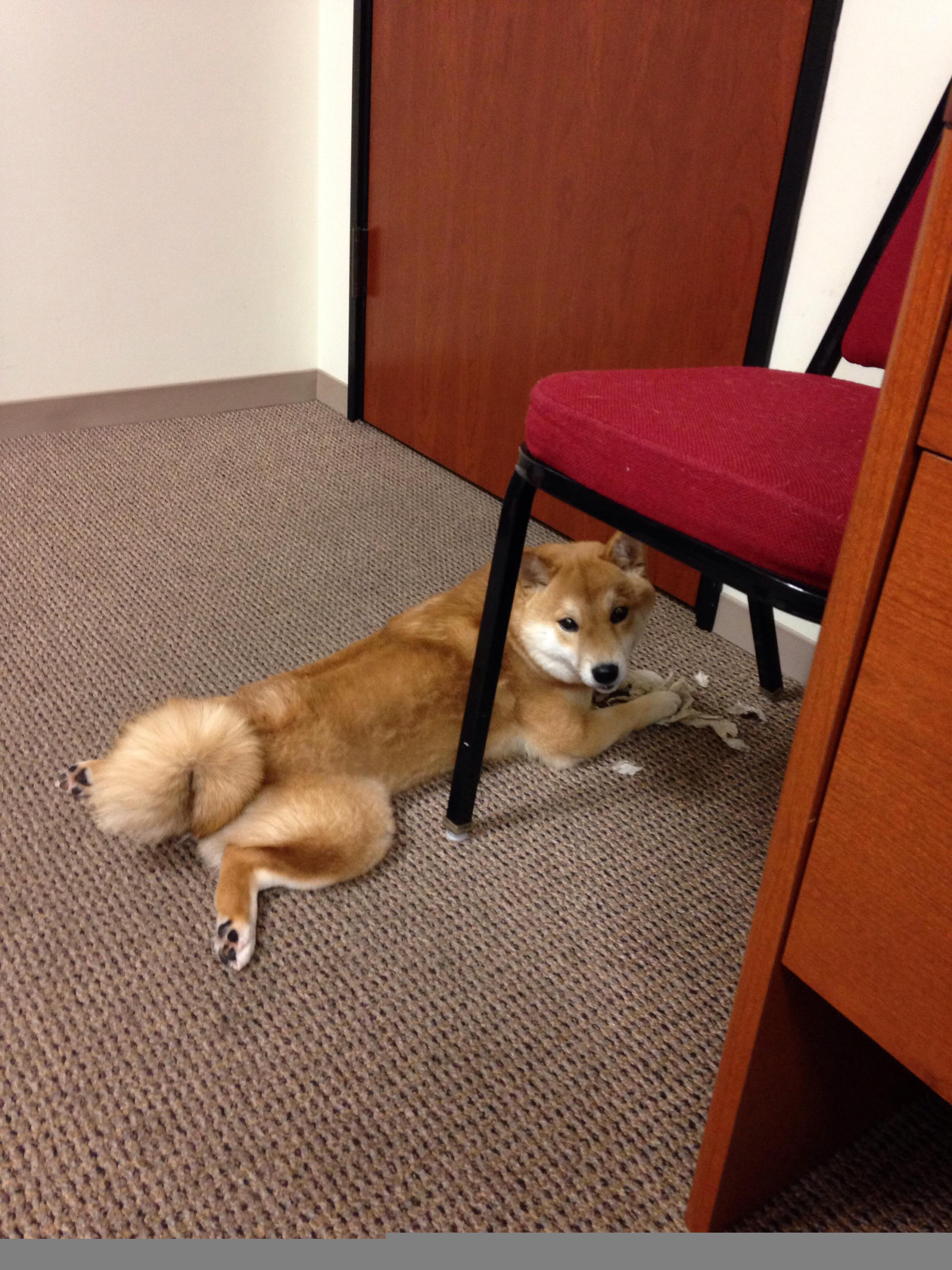 开云体育APP下载-黄蜂逆袭76人，字母哥末节狂飙20分，雄鹿式奇迹在夏洛特上演？