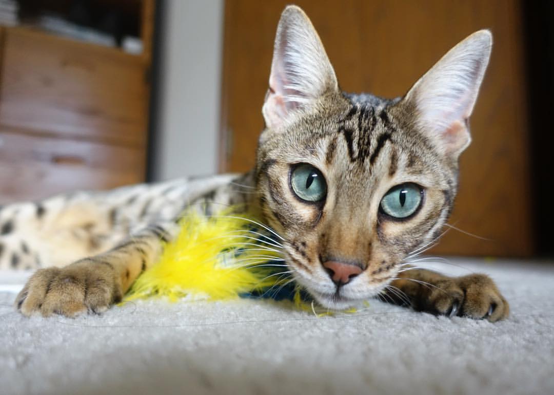 双星耀巴林，当F1引擎咆哮遇见内马尔的桑巴之舞