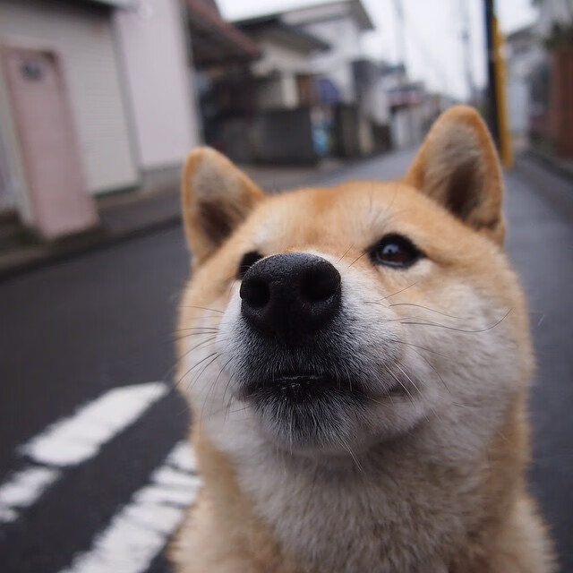 开云体育平台APP-金字塔与潘帕斯，当诅咒遇见纪录