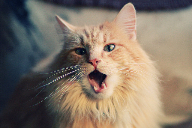 跨界球王与时空错位，当库里在欧冠决赛闪光，广东队却强行终结了雄鹿