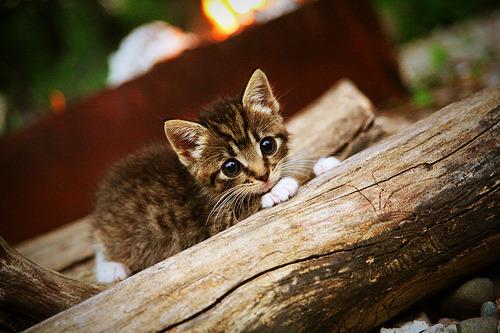 双线战报，卡塞米罗主宰中场，玻利维亚爆冷掀翻波兰