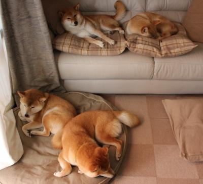 唯一性之战，伊布让悬念早失，摩洛哥完胜摩纳哥