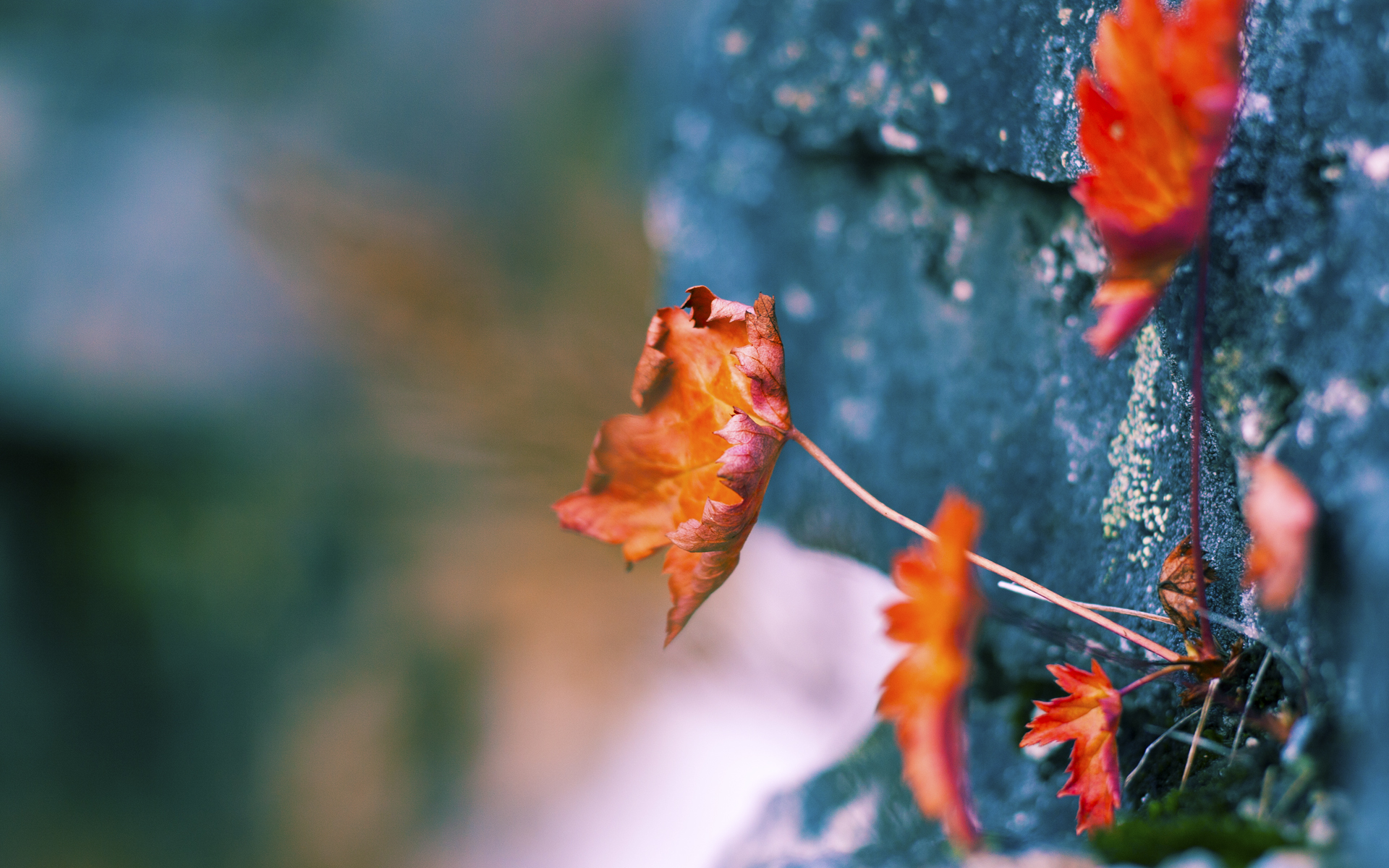 新王当立！总决赛夜切特评分拉满，一役奠定未来十年基石